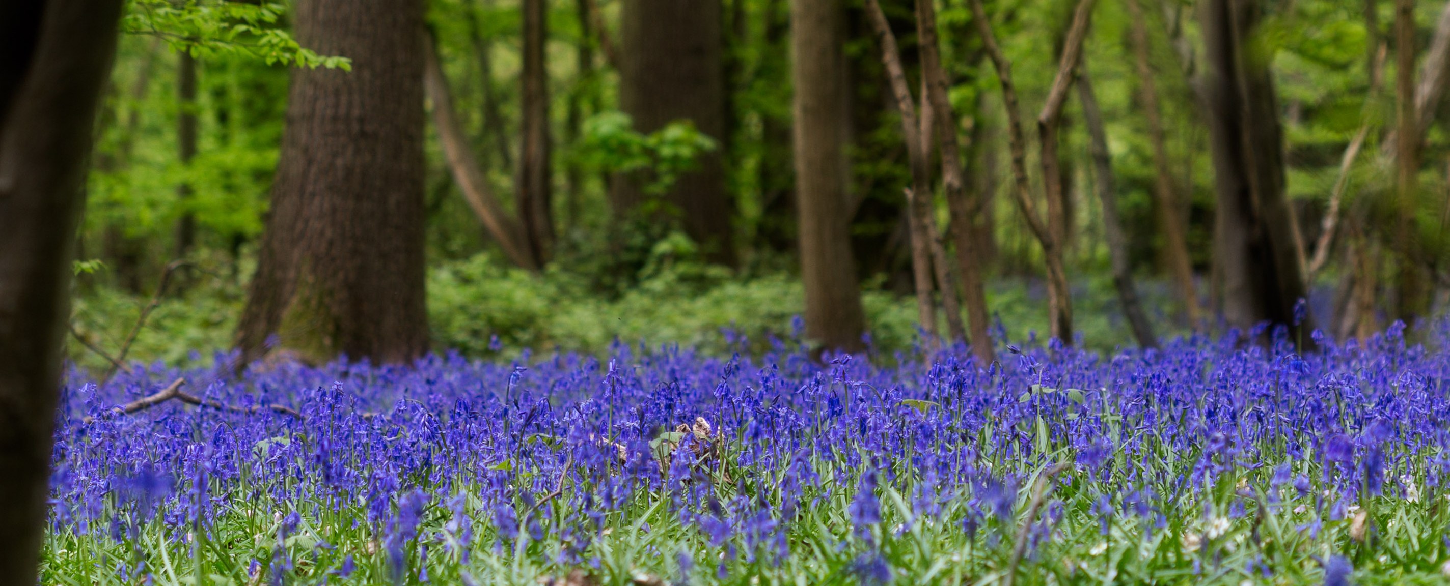 Bluebells1.jpg (1)