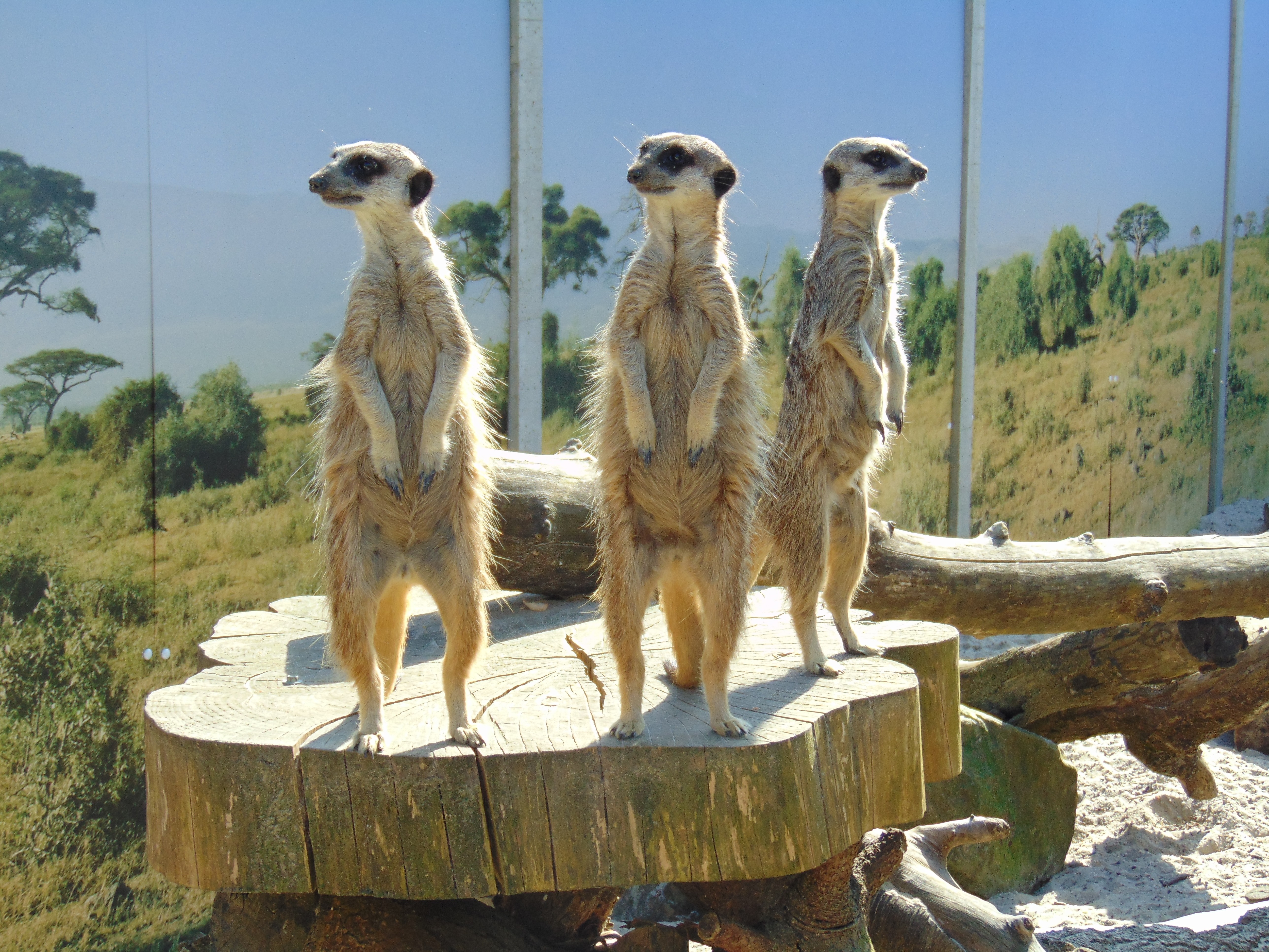 Paradise Wildlife Park.JPG